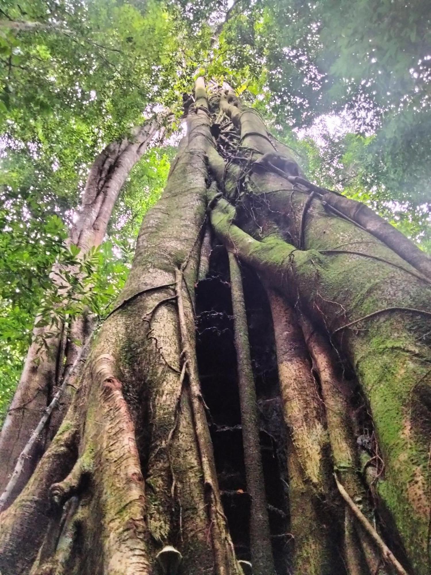 Wisma Batu Mandi Bukit Lawang Eksteriør bilde