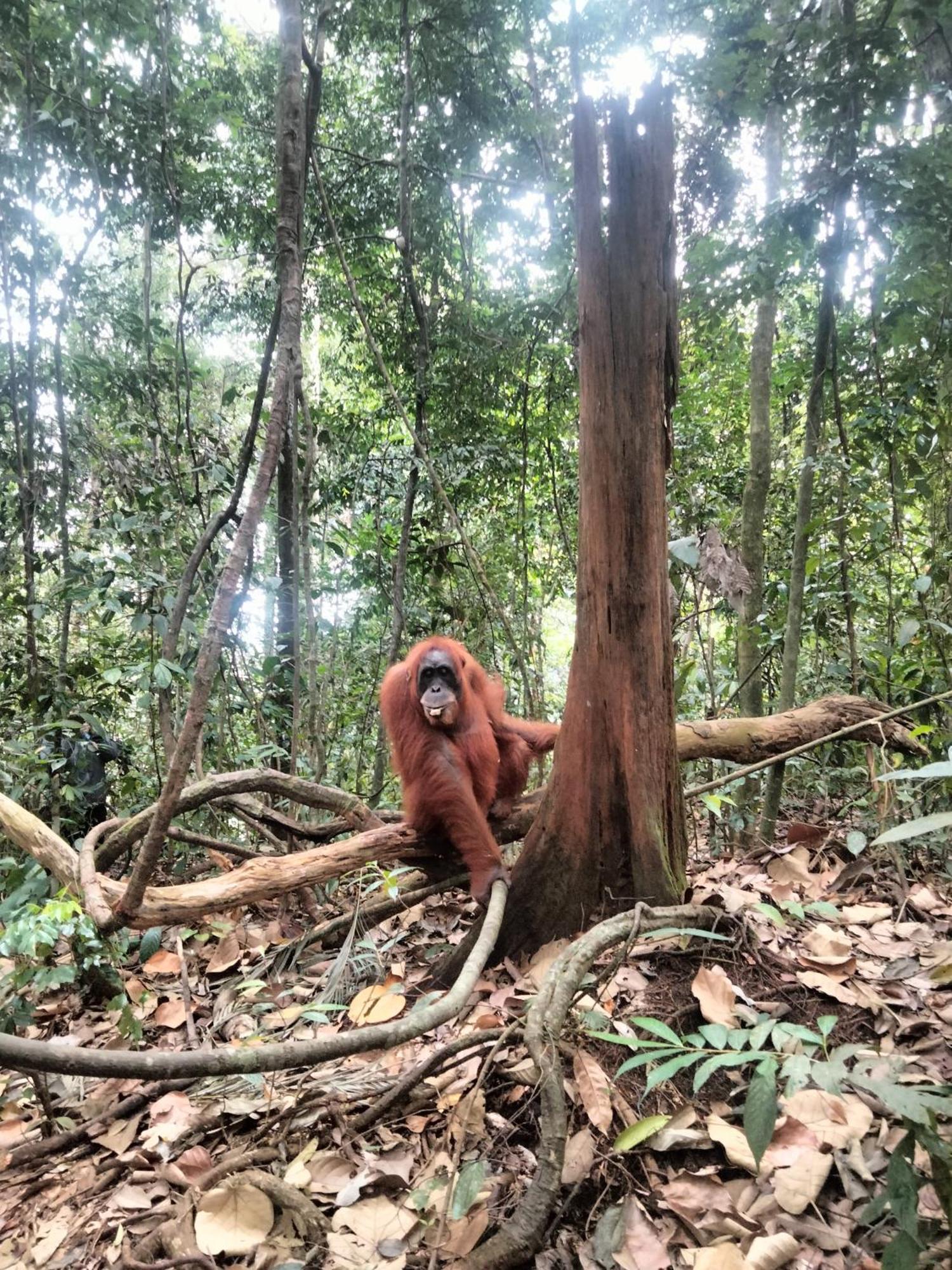 Wisma Batu Mandi Bukit Lawang Eksteriør bilde