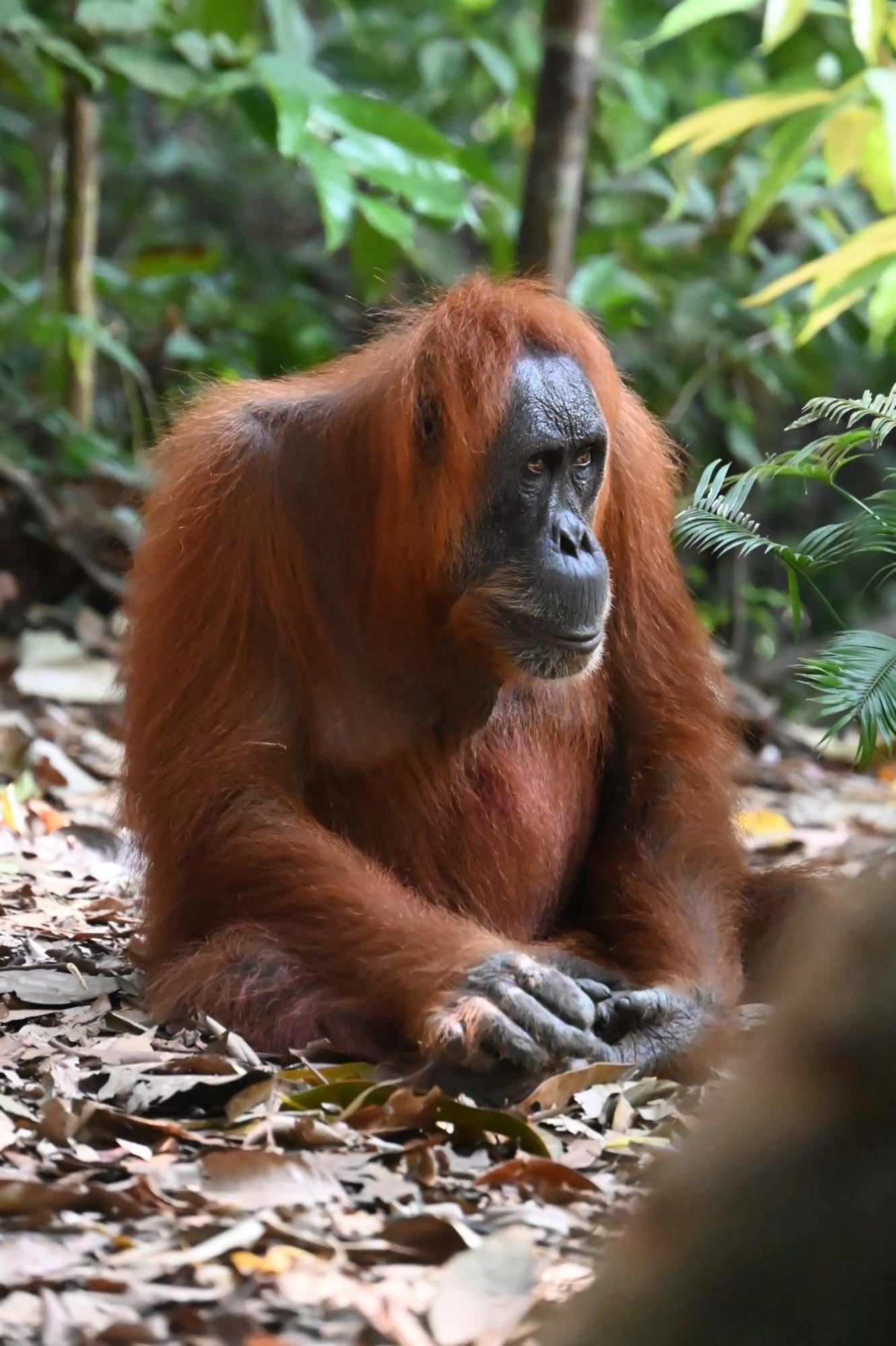 Wisma Batu Mandi Bukit Lawang Eksteriør bilde