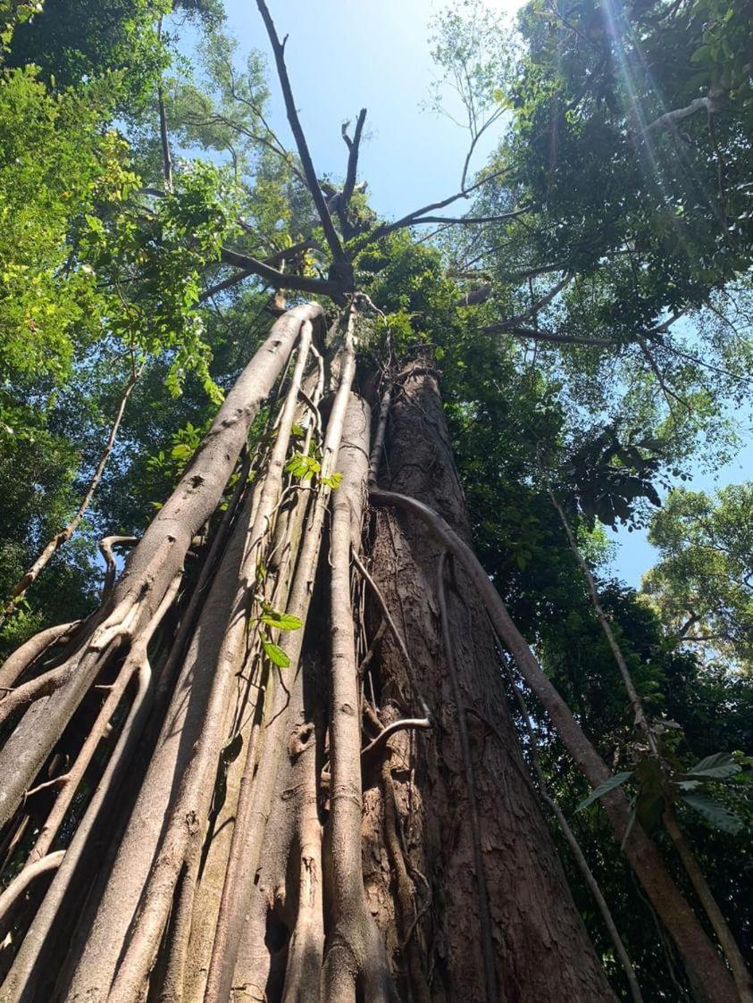 Wisma Batu Mandi Bukit Lawang Eksteriør bilde