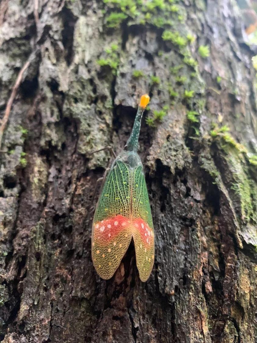 Wisma Batu Mandi Bukit Lawang Eksteriør bilde