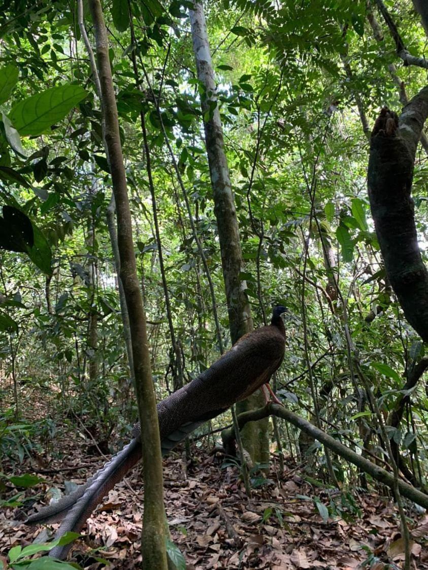 Wisma Batu Mandi Bukit Lawang Eksteriør bilde